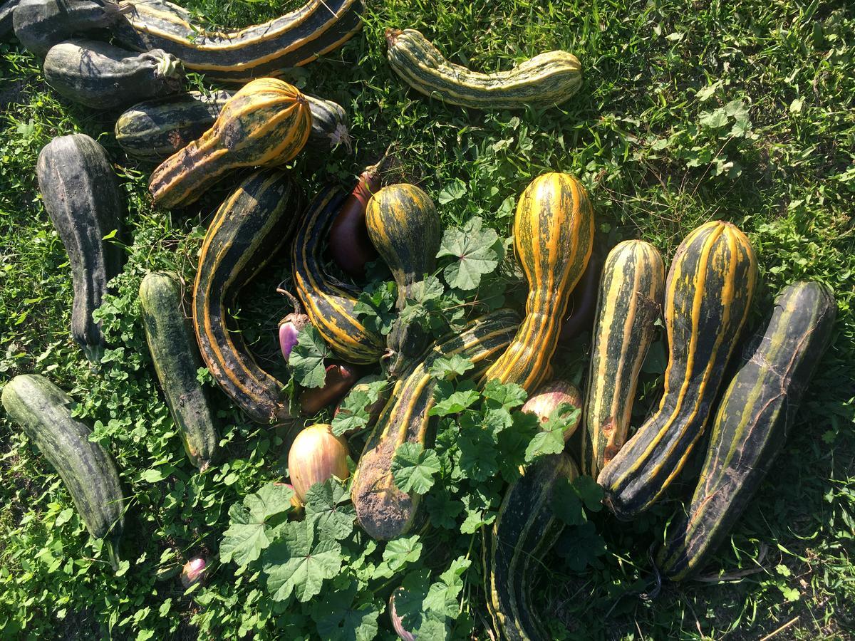 Madonnella Agricola Villa Cesano Esterno foto