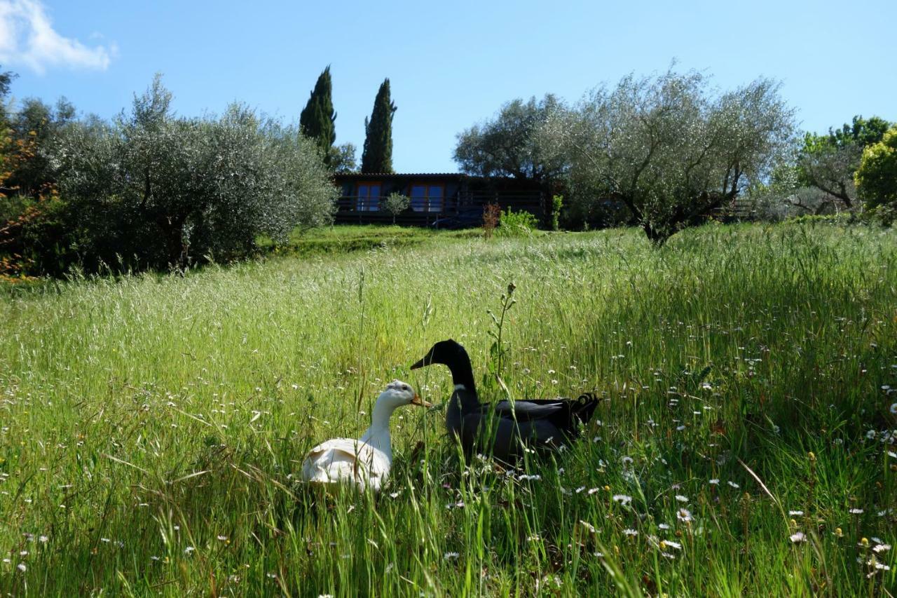 Madonnella Agricola Villa Cesano Esterno foto